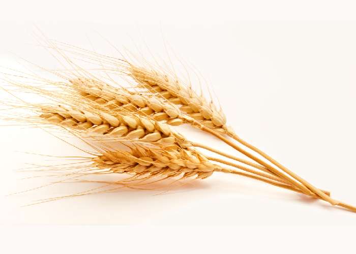 آیا افراد مبتلا به ام اس باید از گندم اجتناب کنند؟
